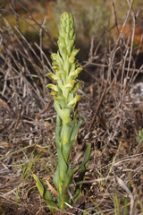 Disa physodes