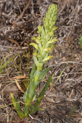 Disa physodes