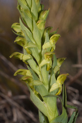 Disa physodes