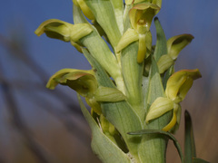 Disa physodes