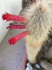 Cleistocactus
