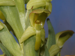 Disa physodes