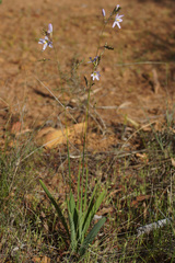 Ixia latifolia