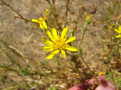 Osteospermum microcarpum microcarpum