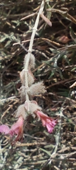 Teucrium subspinosum