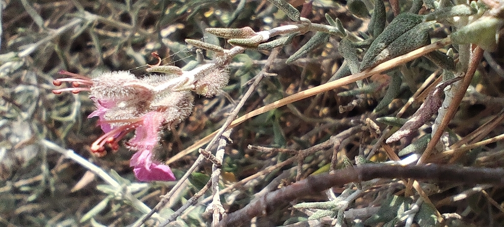 Teucrium subspinosum; photograph (c) Santiago Martín-Bravo, some rights reserved (CC BY)
