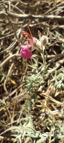 Teucrium subspinosum, photograph 2