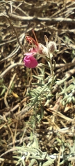 (c) Santiago Martín-Bravo, some rights reserved (CC BY) Teucrium subspinosum, photograph (c) Santiago Martín-Bravo, some rights reserved (CC BY)