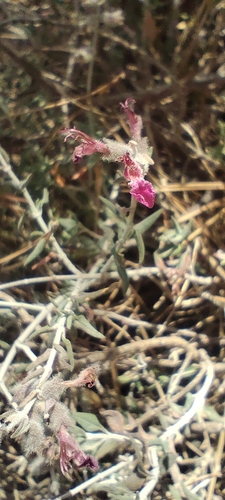 Teucrium subspinosum, photograph 3