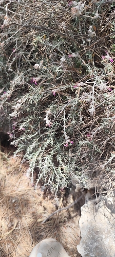 Teucrium subspinosum, photograph 4