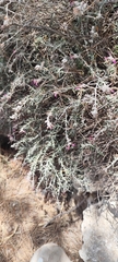 (c) Santiago Martín-Bravo, some rights reserved (CC BY) Teucrium subspinosum, photograph (c) Santiago Martín-Bravo, some rights reserved (CC BY)
