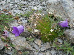 Campanula alpestris
