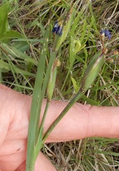 Sisyrinchium chilense
