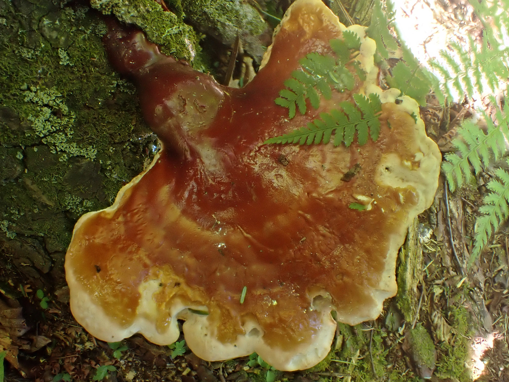 hemlock varnish shelf · June 2026 · photo: Photo: (c) Jeff, some rights reserved (CC BY) · iNaturalist