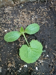 Cucurbita maxima