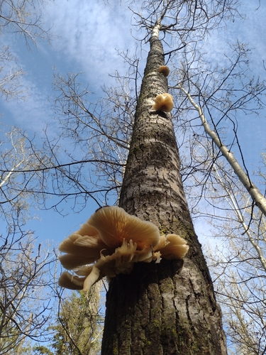 aspen oyster mushroom
