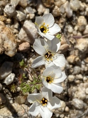 Leptosiphon chrysanthus decorus