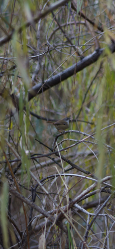White-browed Scrubwren