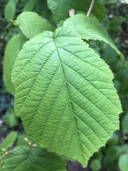 Corylus avellana