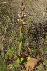 Satyrium bicorne × erectum