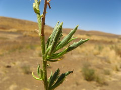 Osteospermum microcarpum microcarpum