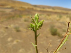 Osteospermum microcarpum microcarpum