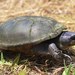 Yellow Mud Turtle - Photo (c) Eric Osmundson, some rights reserved (CC BY-NC-SA)