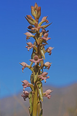 Satyrium bicorne × erectum