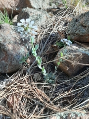 Noccaea fendleri