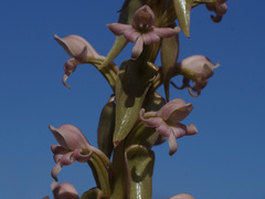 Satyrium bicorne × erectum