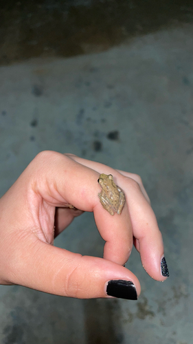 Venezuela Snouted Tree Frog