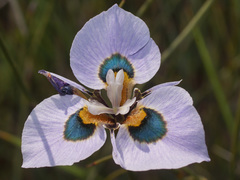 Moraea villosa