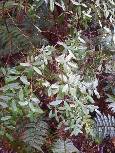 Eucryphia lucida, photograph 1