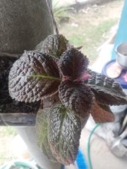 Episcia