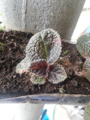 Episcia