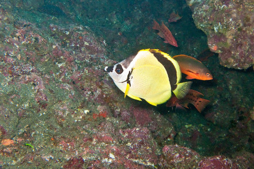 Black-nosed Butterflyfish