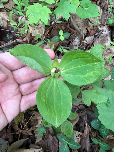 Trillium sessile