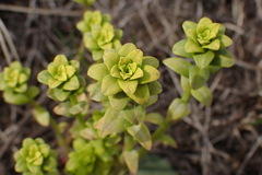 Aecidium euphorbiae