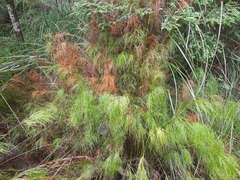 Baloskion tetraphyllum
