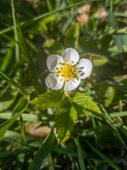 Fragaria viridis