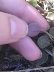 Claytonia rubra