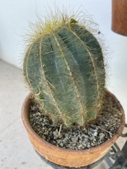 Parodia