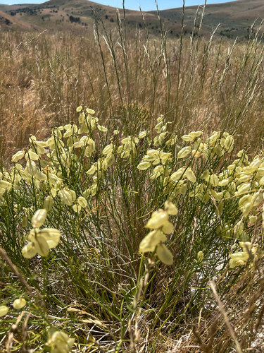 Astragalus cusickii, 2026-06-22