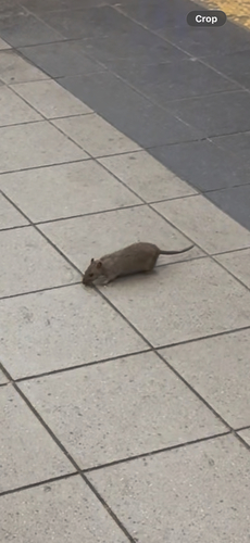 Rat photographed near here on 2026-06-22