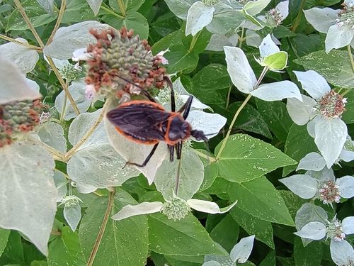 Eastern Bee Assassin