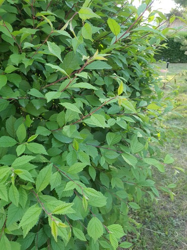 Prunus triloba