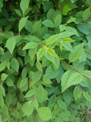 Prunus triloba