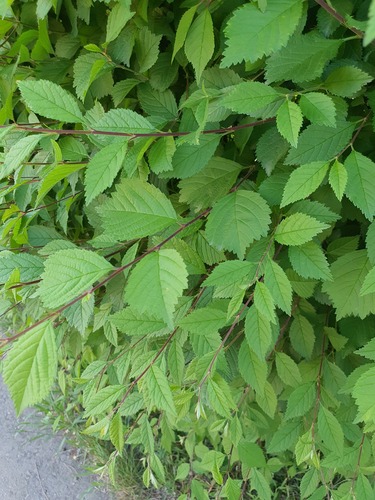 Prunus triloba