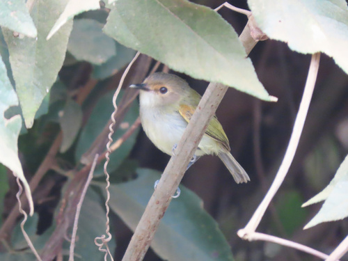 Rusty-fronted Tody-Flycatcher (Poecilotriccus latirostris)