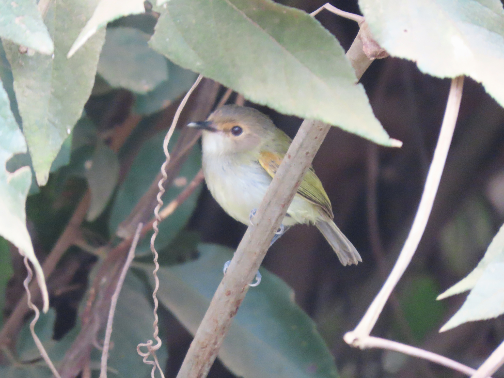 Rusty-fronted Tody-Flycatcher (Poecilotriccus latirostris), photo 1
